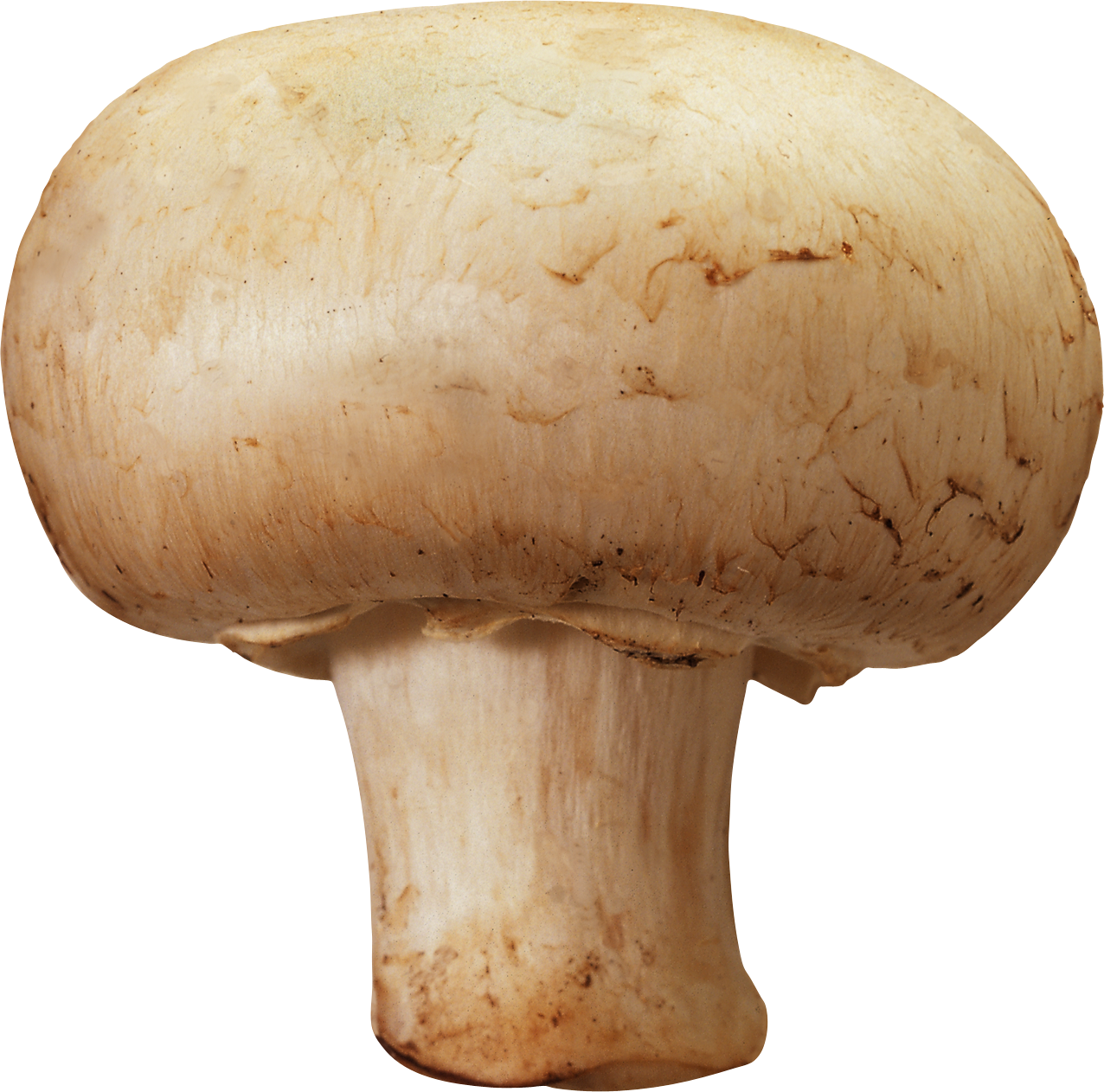 Png image purepng free. Mushroom clipart brown mushroom