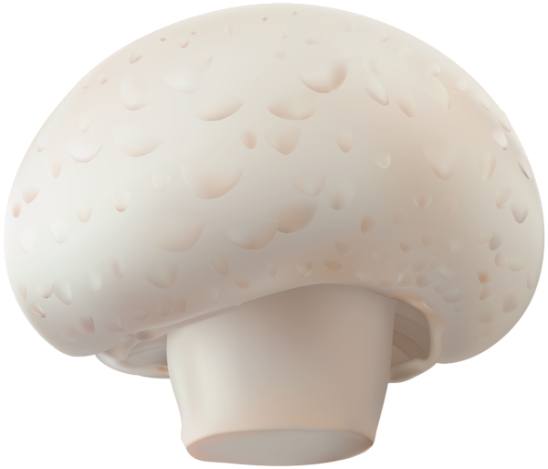 Mushroom champignon mushroom