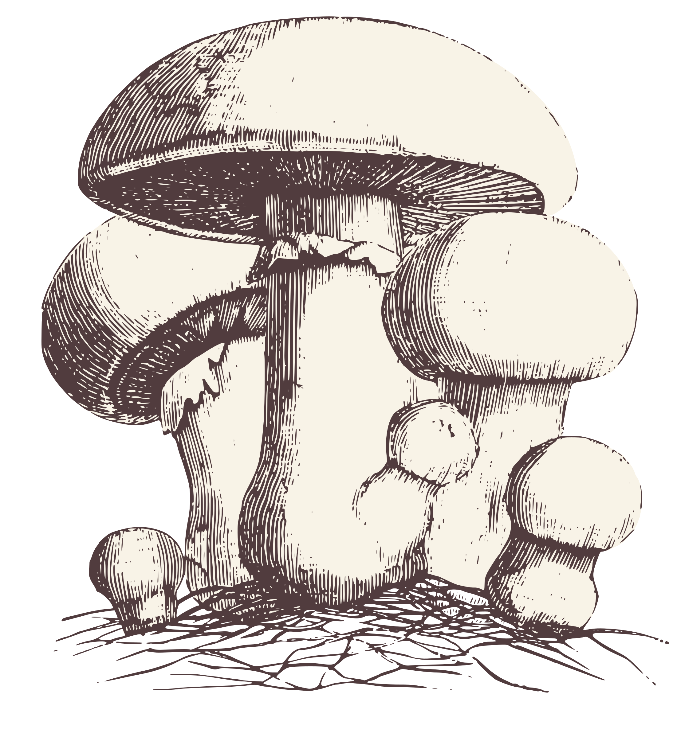 Common meadow big image. Mushroom clipart colored