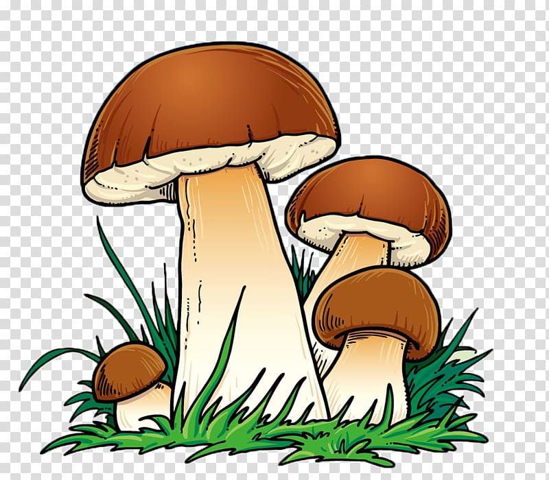 Mushroom clipart colored, Mushroom colored Transparent