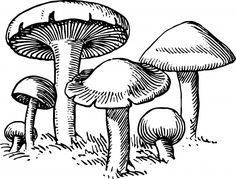 mushroom clipart decomposer