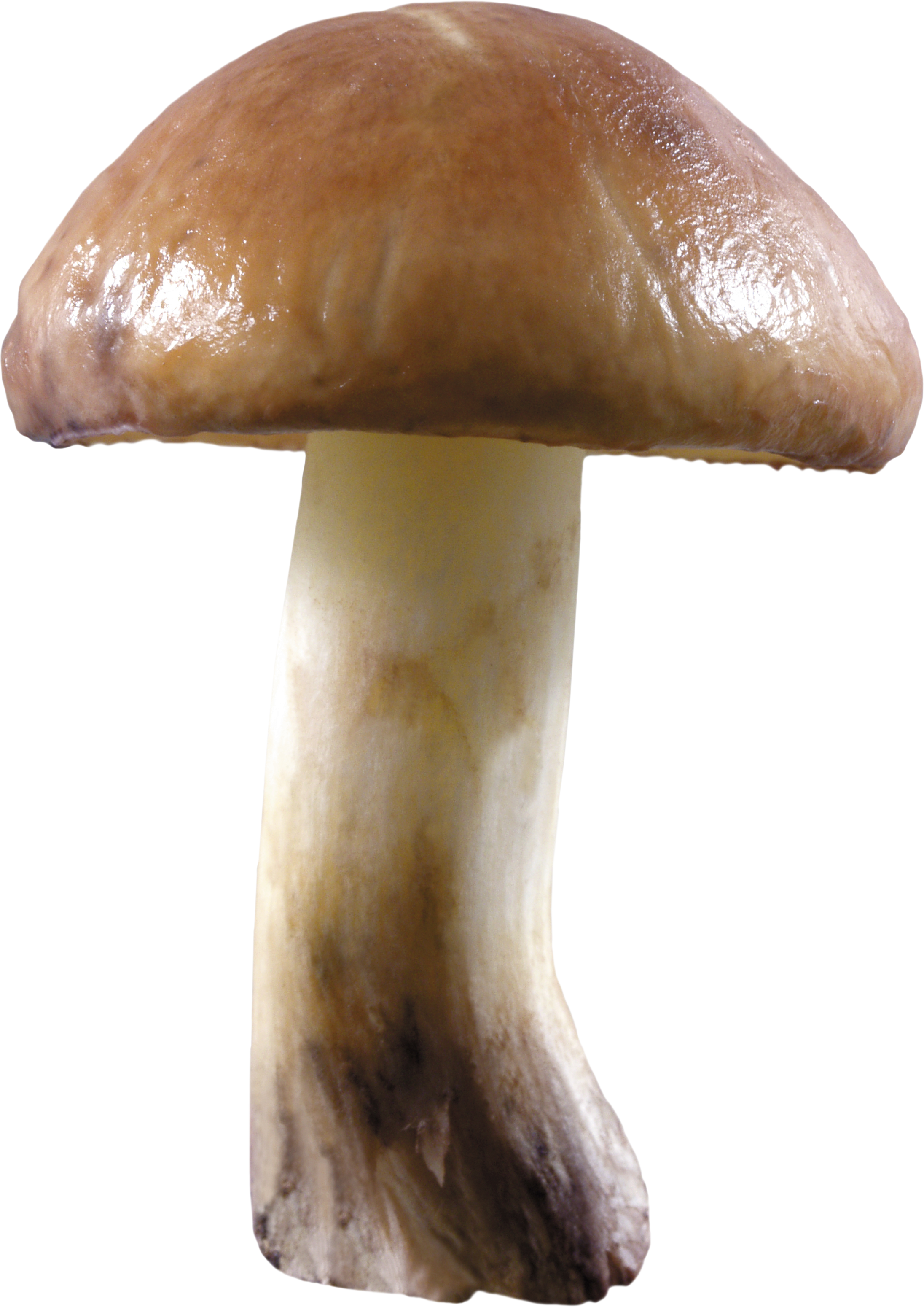 Mushroom clipart edible mushroom. Png image purepng free