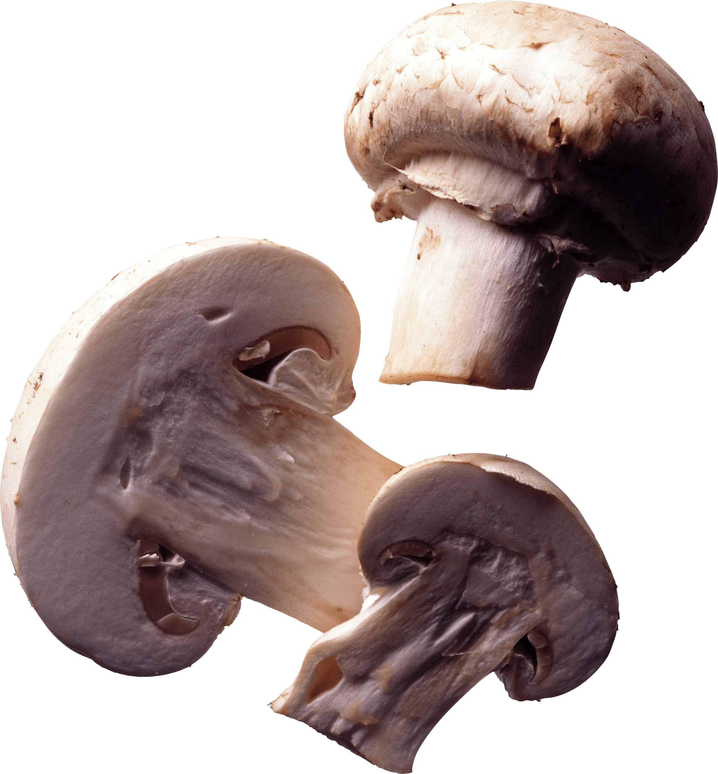 Paris transparent png stickpng. Mushroom clipart edible mushroom