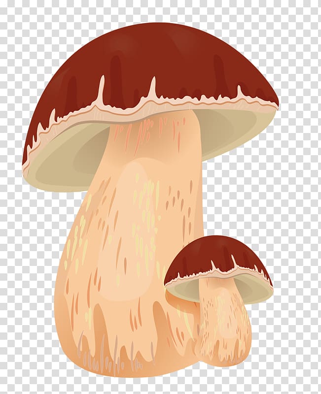 Mushroom clipart edible mushroom. Autumn boletus edulis fungus