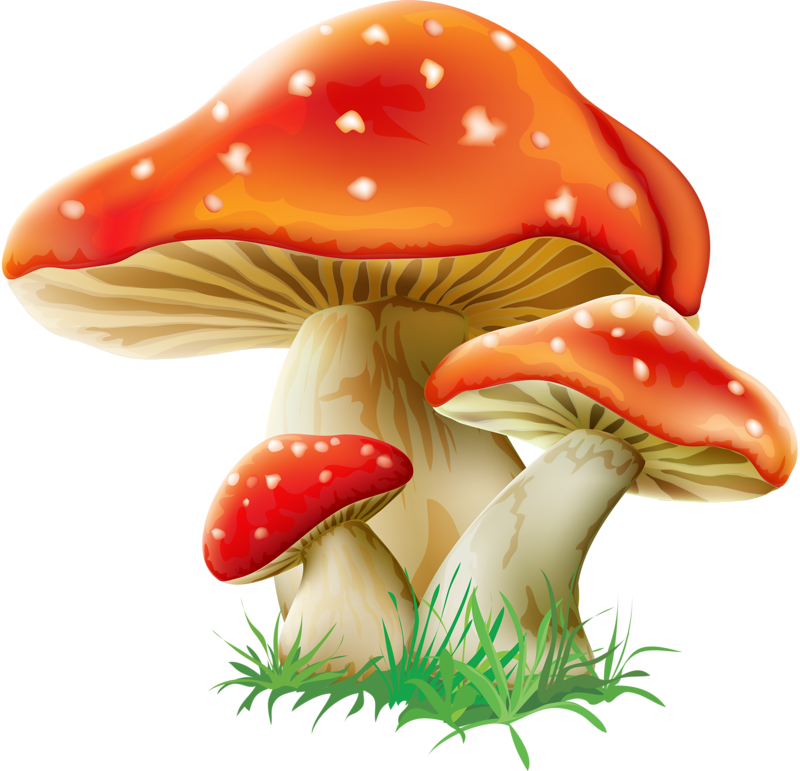 mushrooms clipart high re