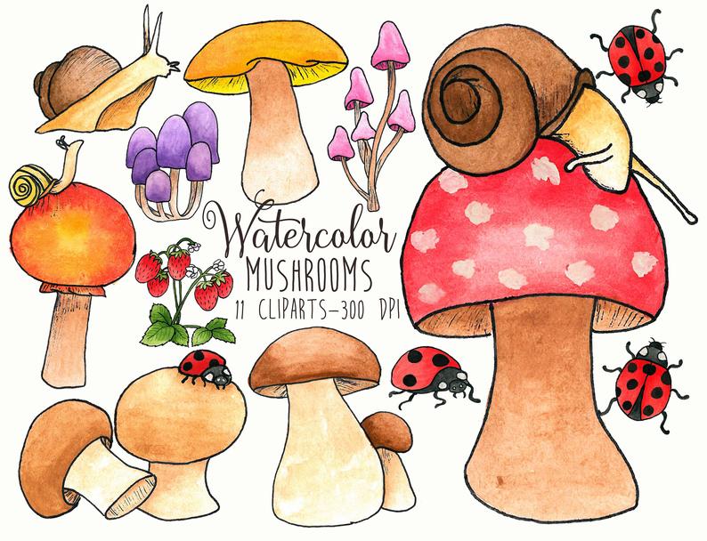 Mushroom clipart high re. Mushrooms watercolor clip art