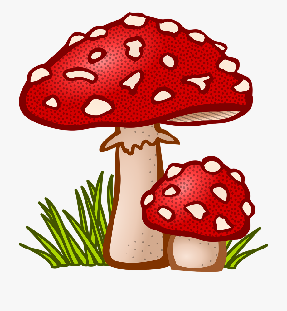 mushroom clipart mushroom plant
