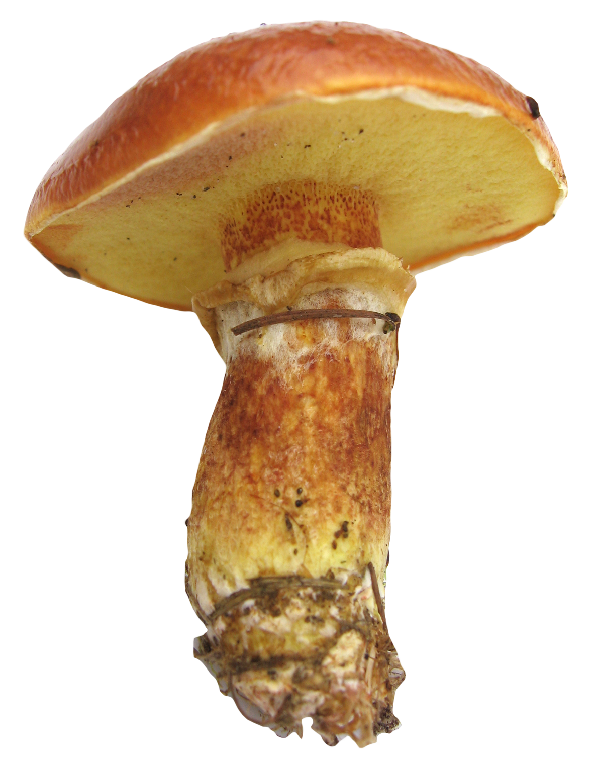 mushroom clipart orange mushroom