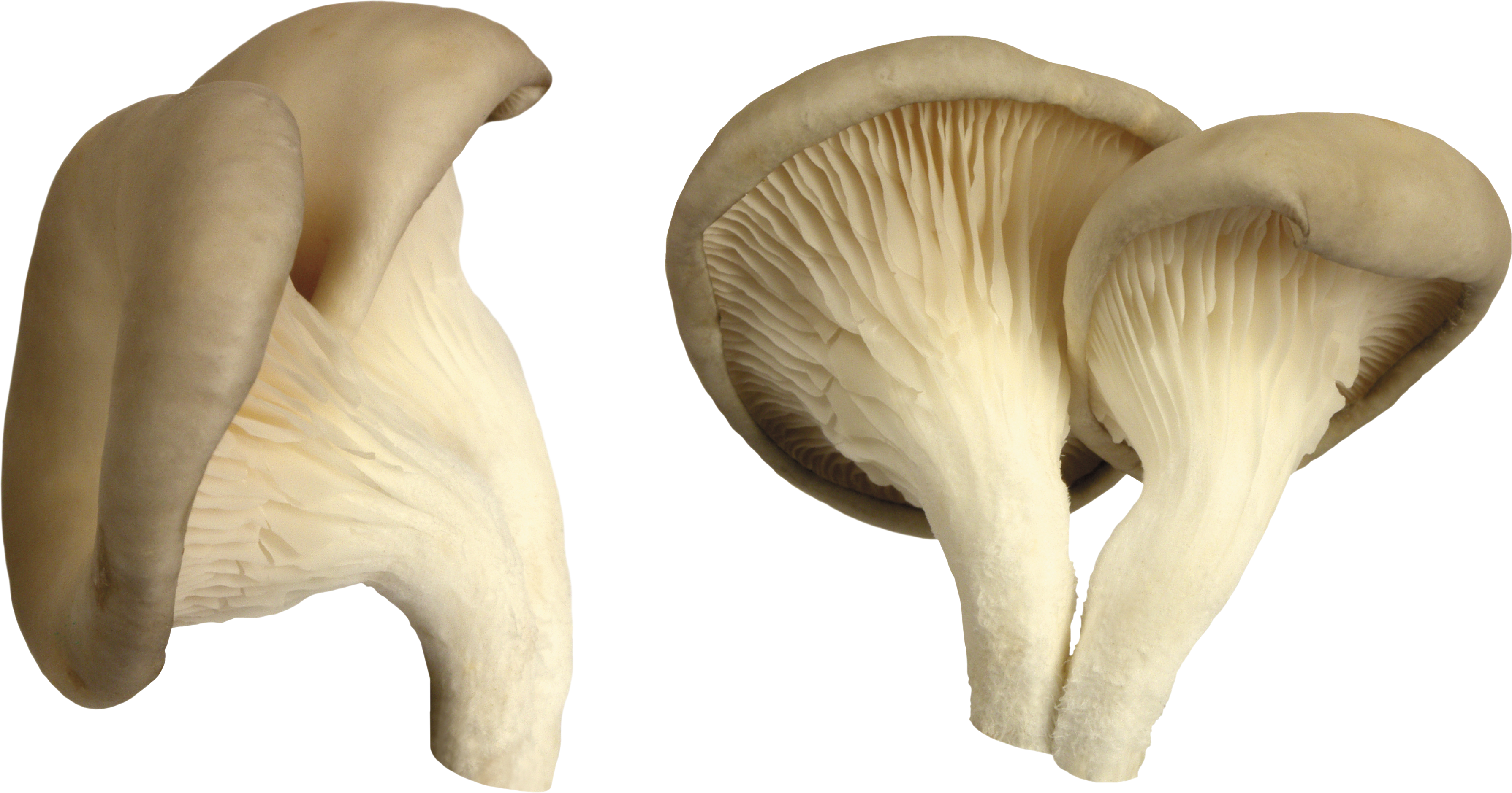 Mushroom clipart oyster mushroom, Mushroom oyster mushroom Transparent