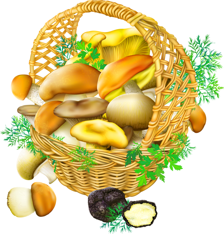 Edible basket clip art. Mushroom clipart oyster mushroom