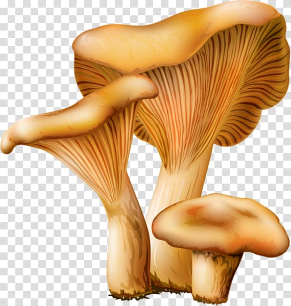 Les champignons edible fungus. Mushroom clipart oyster mushroom