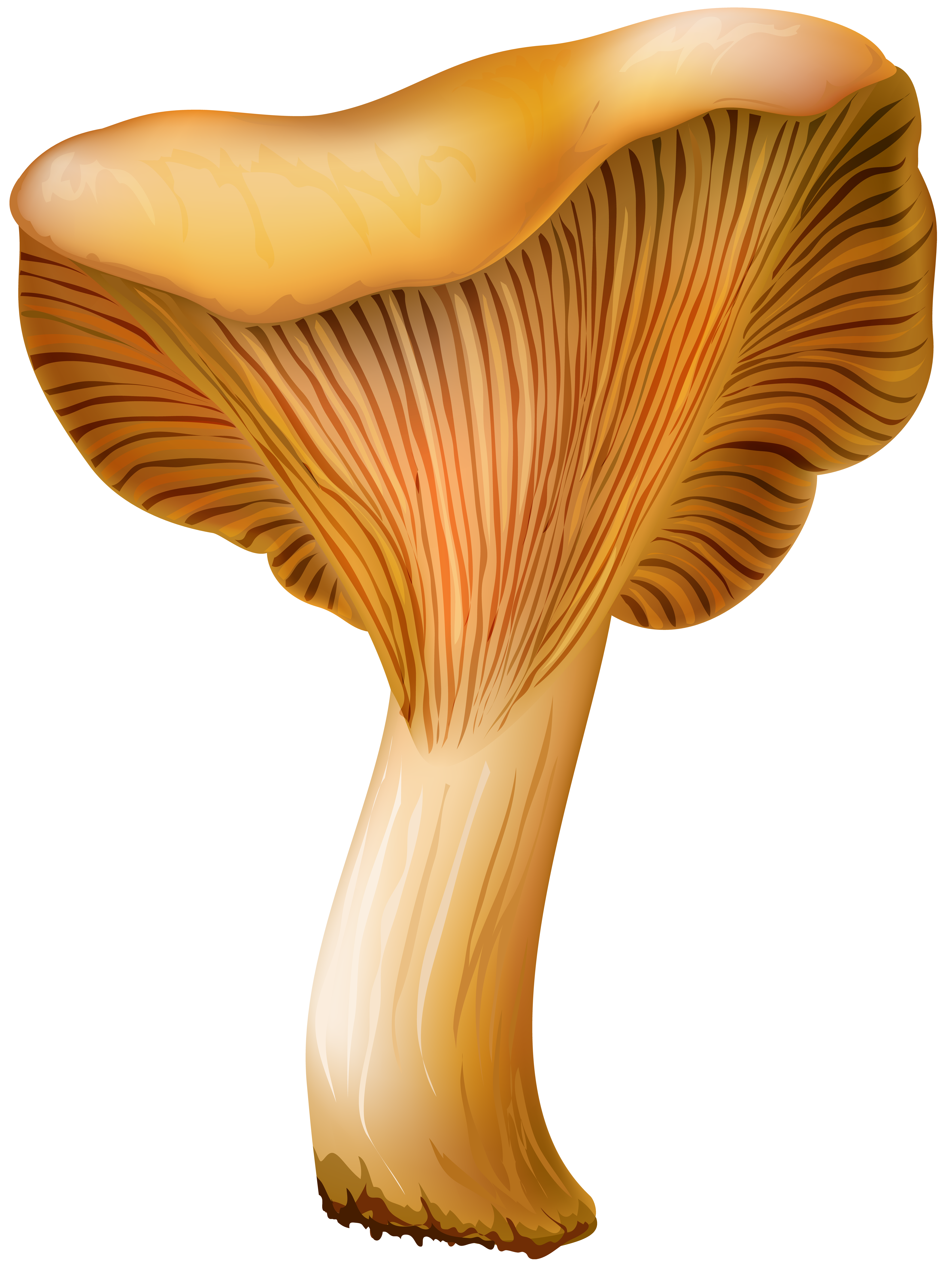 Mushroom clipart oyster mushroom. Chanterelle png clip art