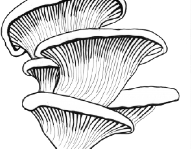 Line drawing . Mushroom clipart oyster mushroom