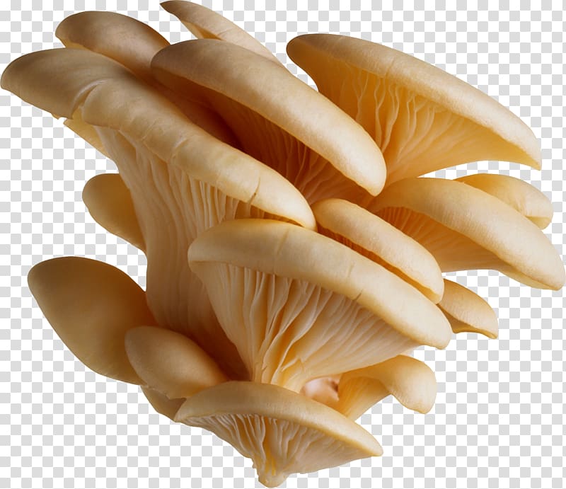 Mushroom clipart oyster mushroom. Common white mushrooms transparent