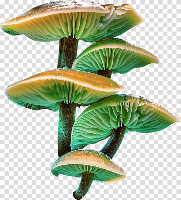 Mushroom clipart painted. Teal and brown mushrooms