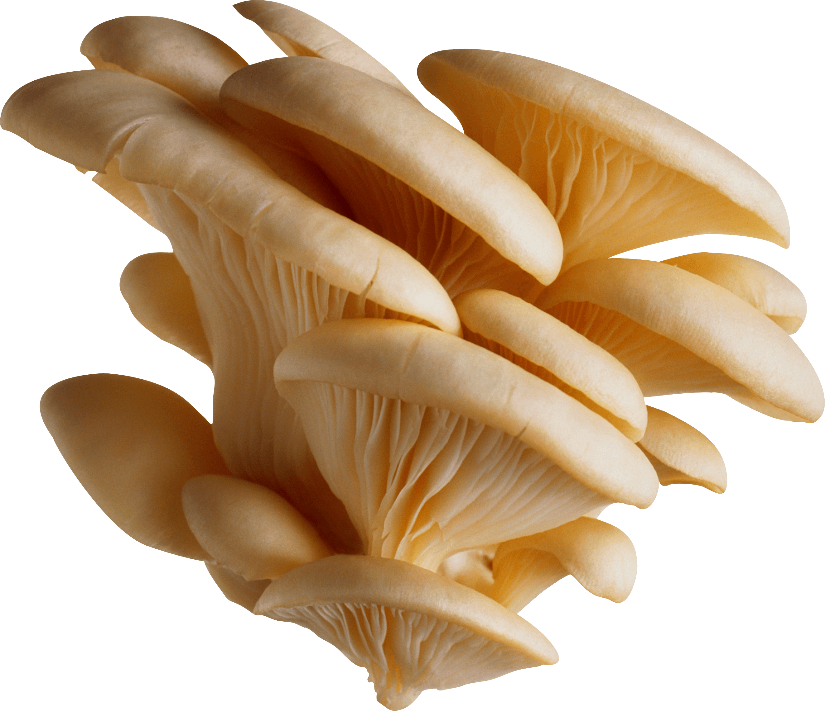 Mushrooms clipart portobello mushroom. Transparent png images stickpng