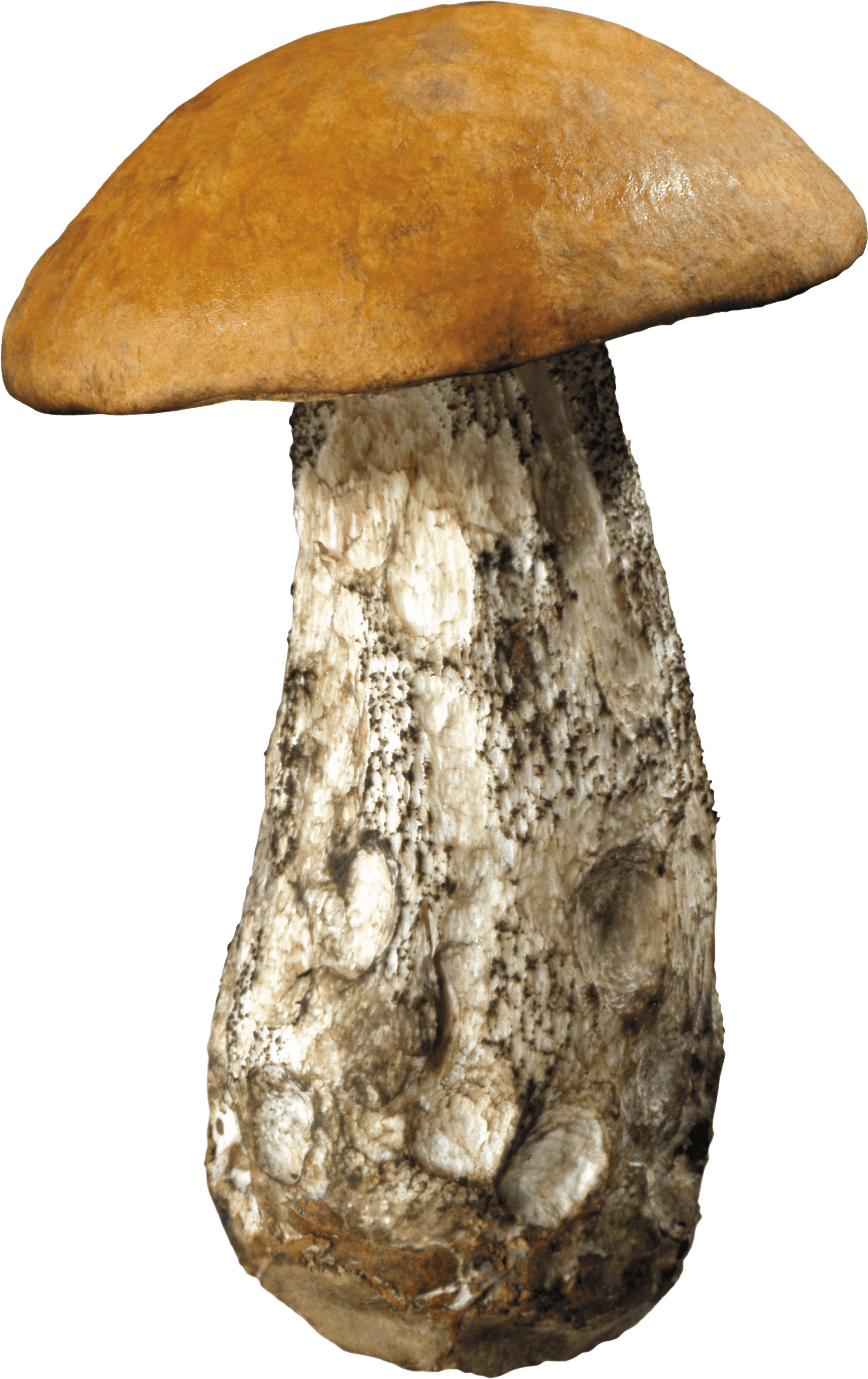 Mushrooms clipart portobello mushroom. Large forest transparent png
