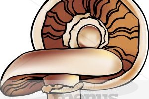 mushroom clipart portobello mushroom