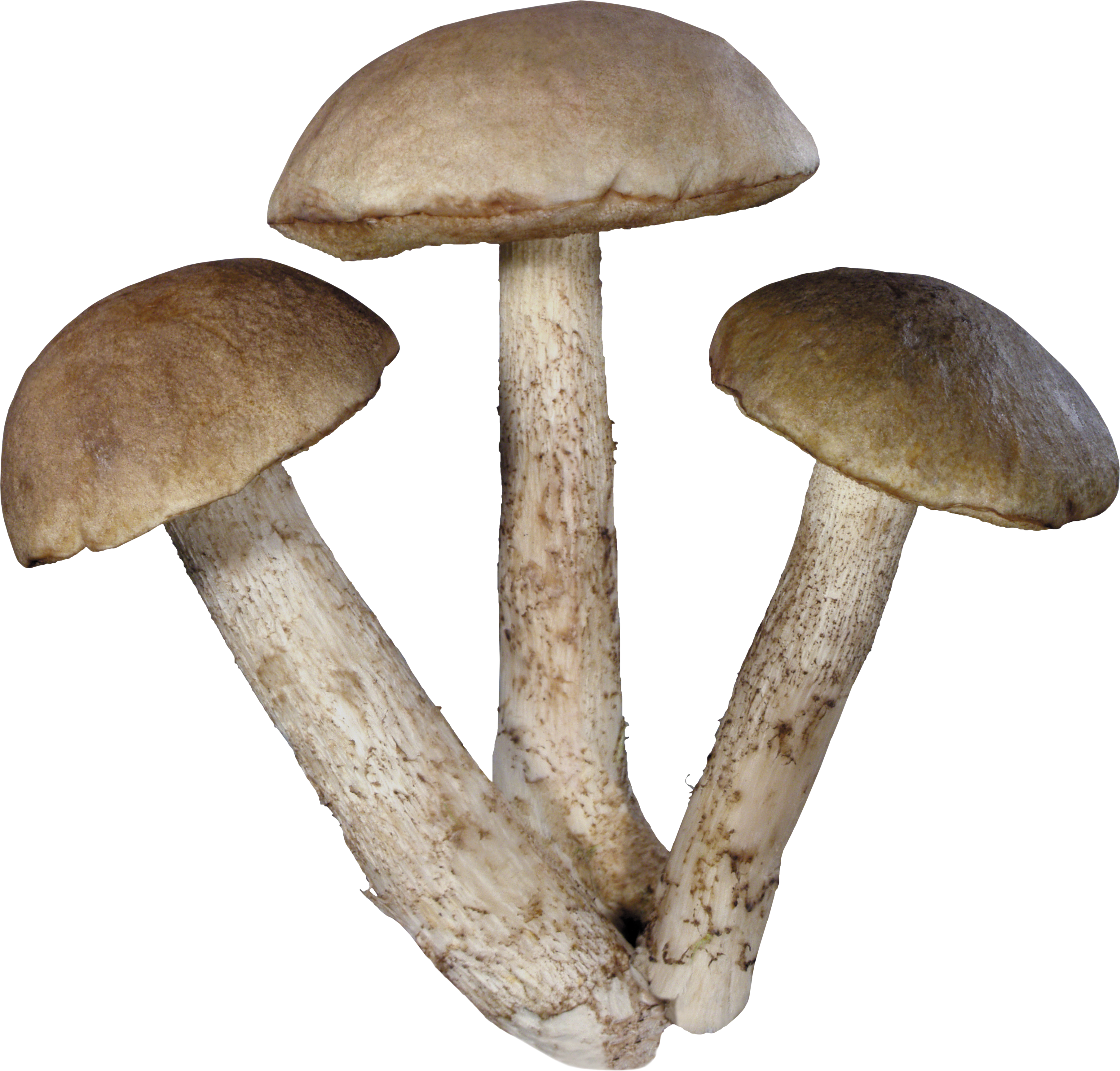 mushroom clipart realistic