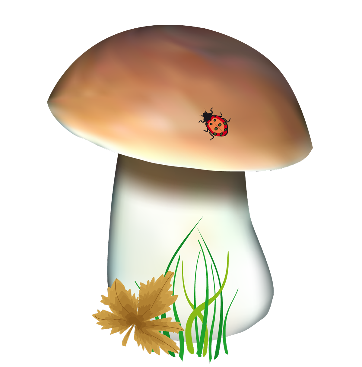 mushroom clipart realistic