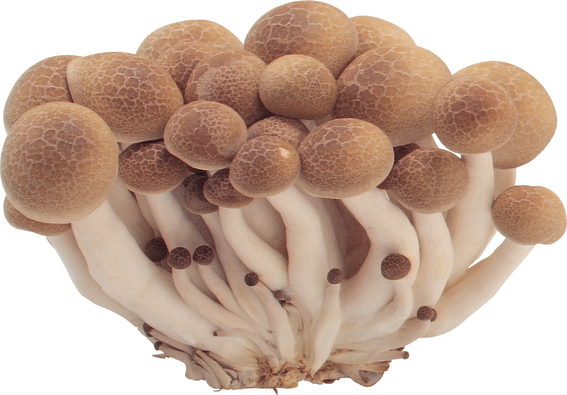 mushrooms clipart realistic, Mushrooms realistic Transparent, Mushrooms rea...