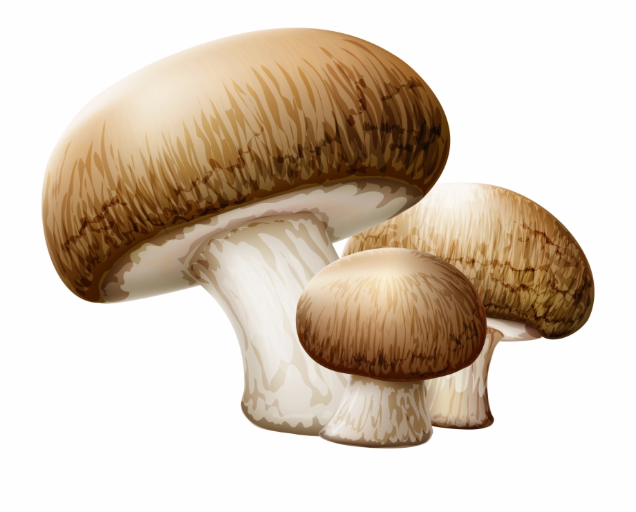 mushroom clipart realistic