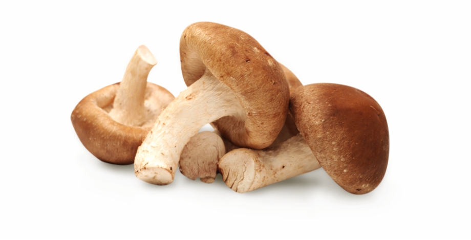 mushroom clipart shiitake mushroom