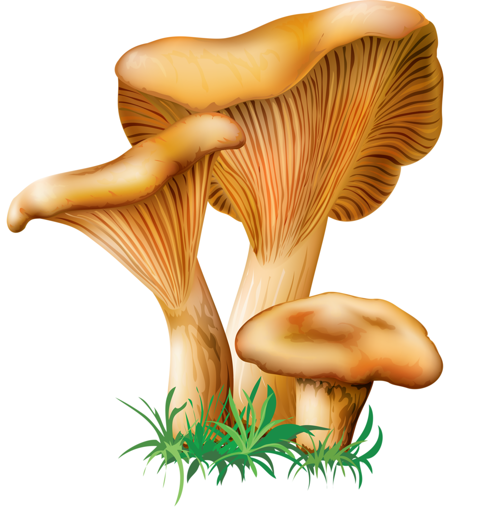  png pinterest vector. Mushrooms clipart mushroom garden