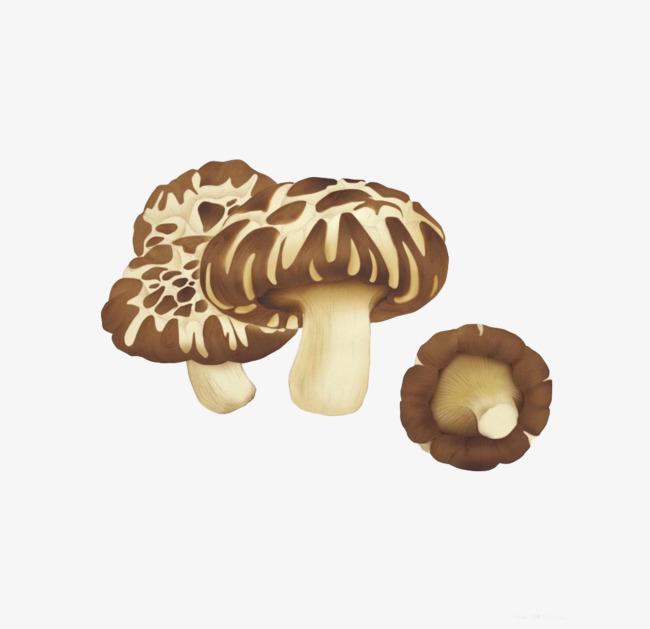 Mushrooms clipart spot. Brown mushroom png image