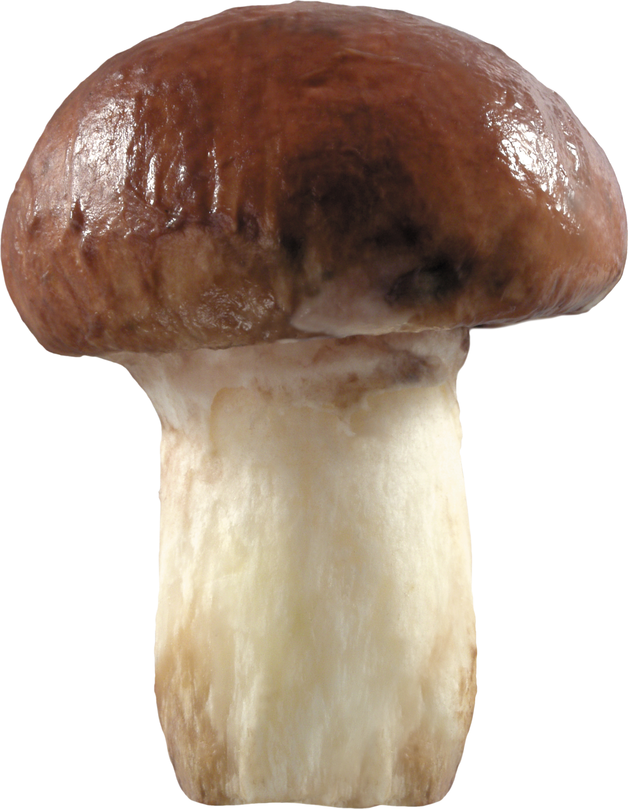 mushroom clipart toadstool