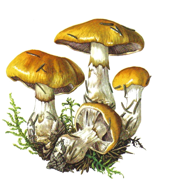 mushrooms clipart trippy