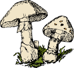 mushroom clipart two