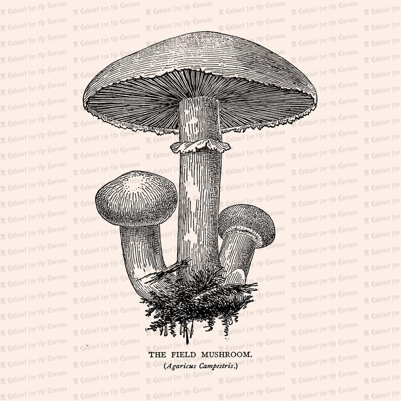 mushroom clipart vector