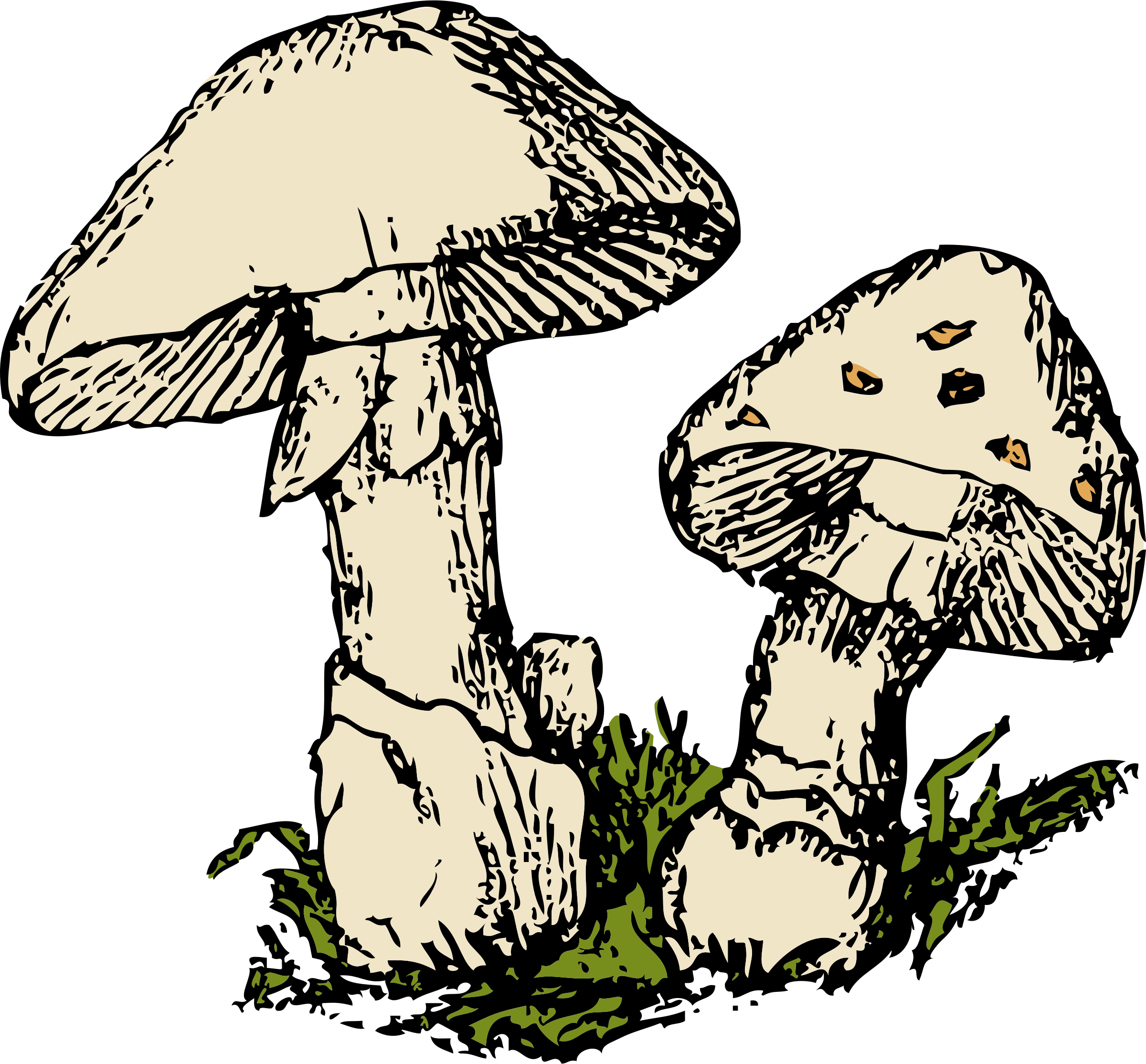 mushroom clipart vector