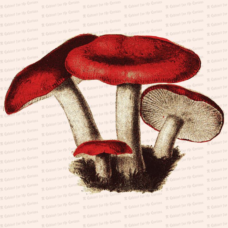Mushroom clipart vector. Vintage devil fungus red