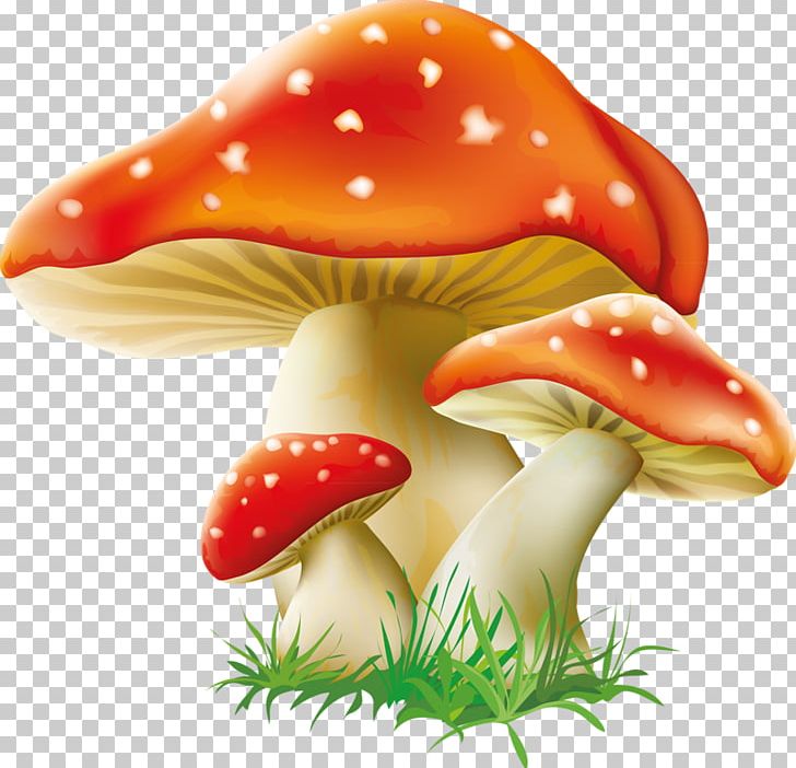 Mushroom clipart wallpaper. Fungus png amanita muscaria