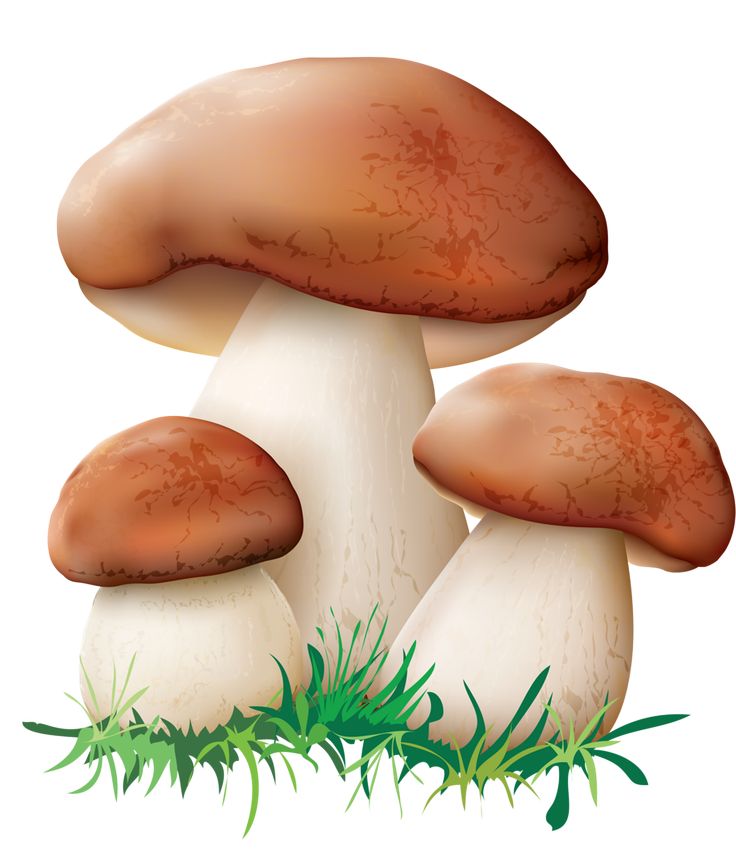  best clip art. Mushrooms clipart