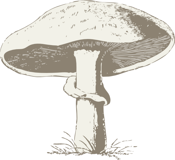 Mushroom stencil google search. Mushrooms clipart black and white