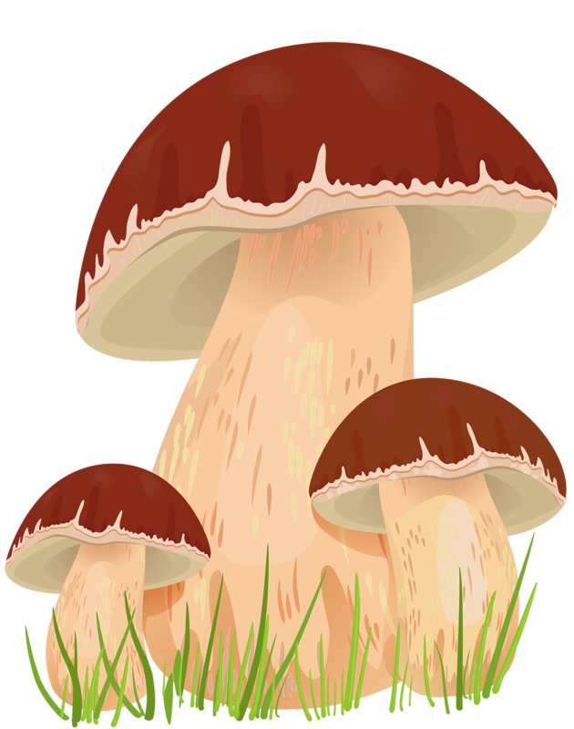mushrooms clipart champignon mushroom