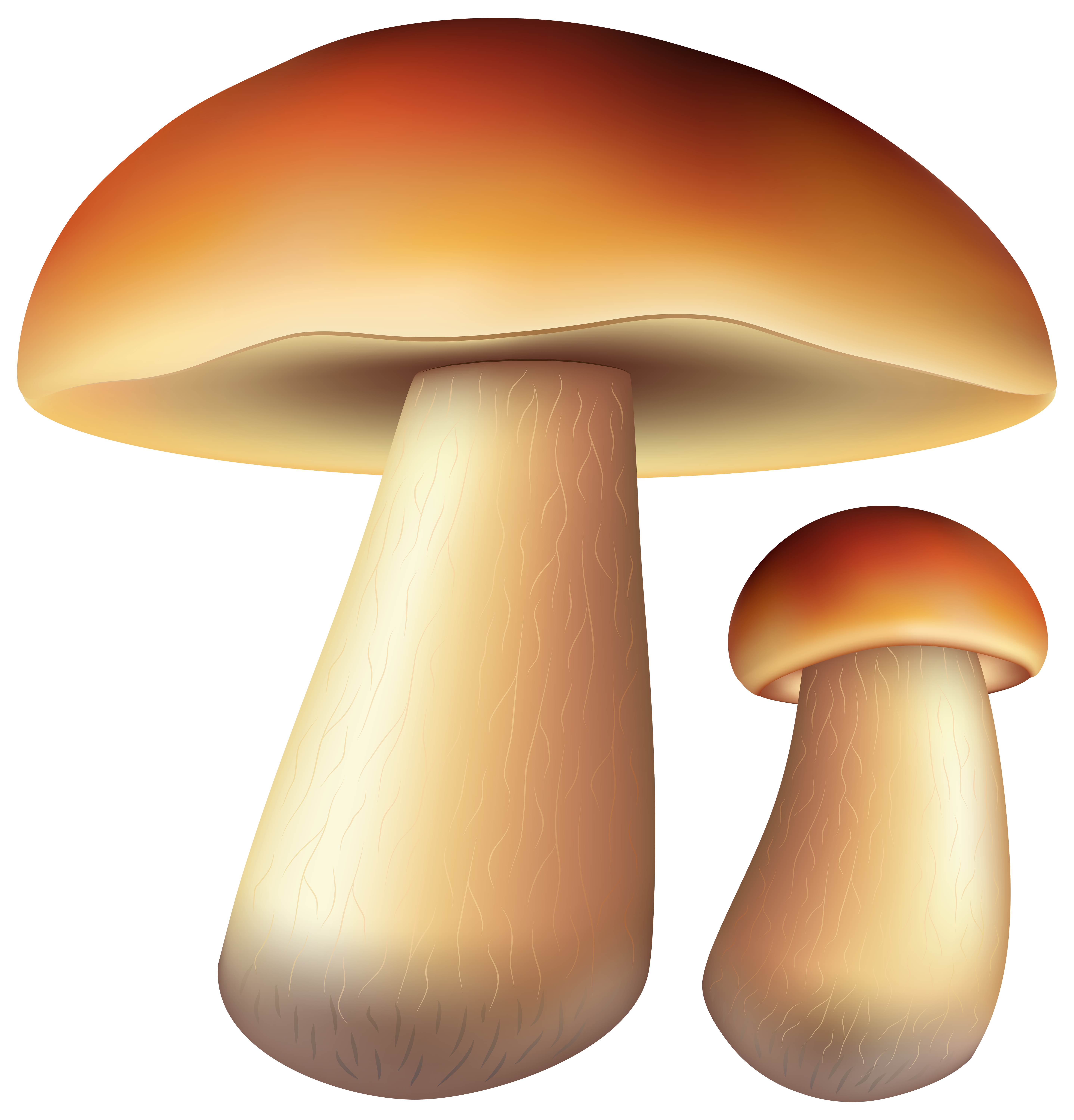 Mushrooms edible mushroom