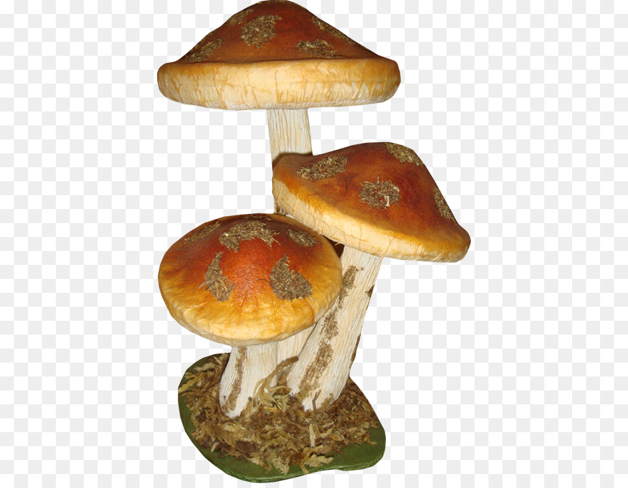 mushrooms clipart edible mushroom