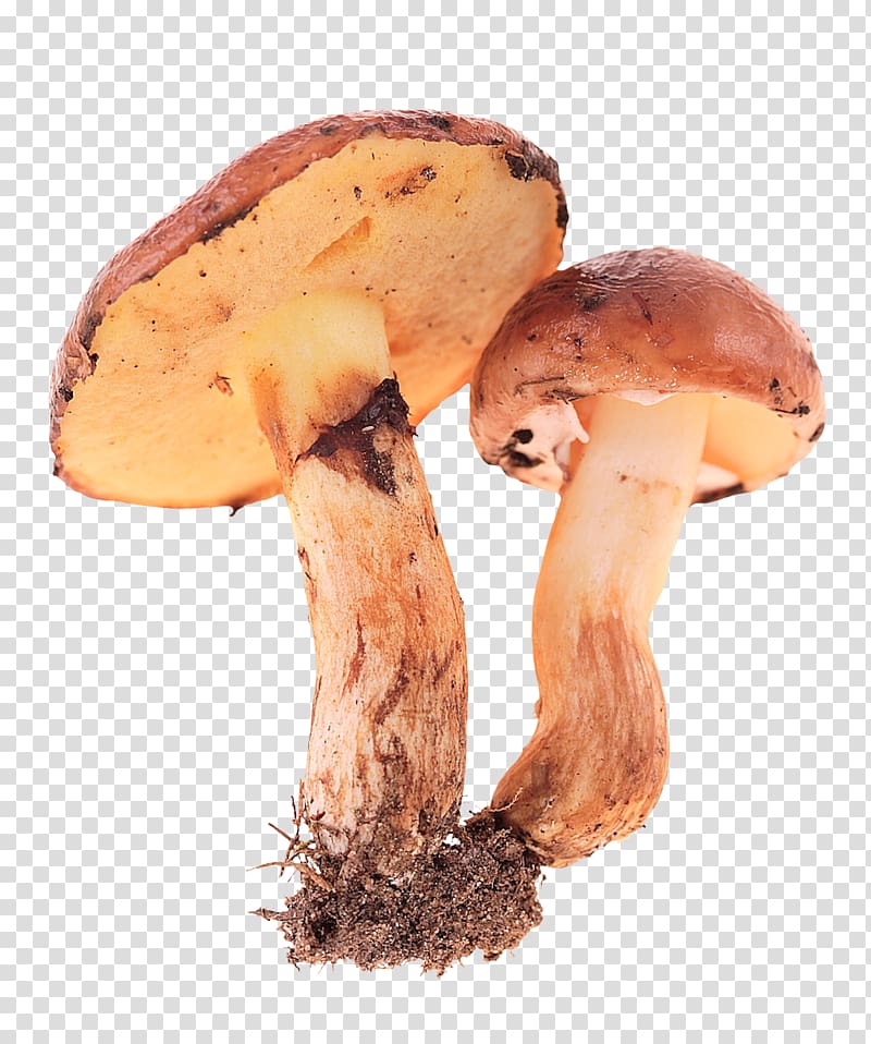 mushrooms clipart edible mushroom