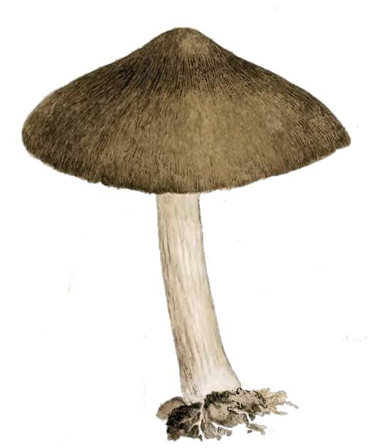 mushrooms clipart fairy mushroom