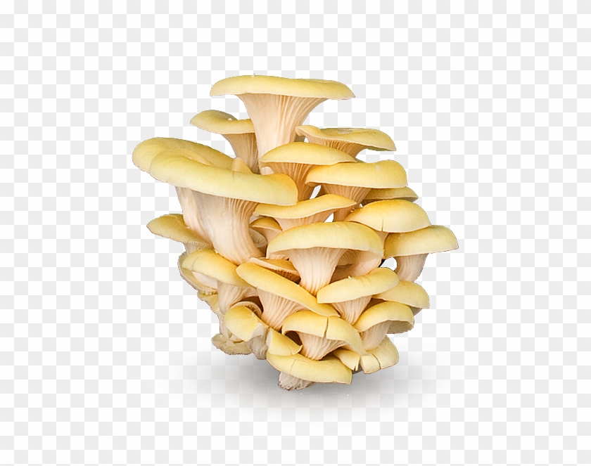 mushrooms clipart oyster mushroom