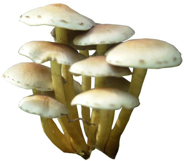 mushrooms clipart oyster mushroom