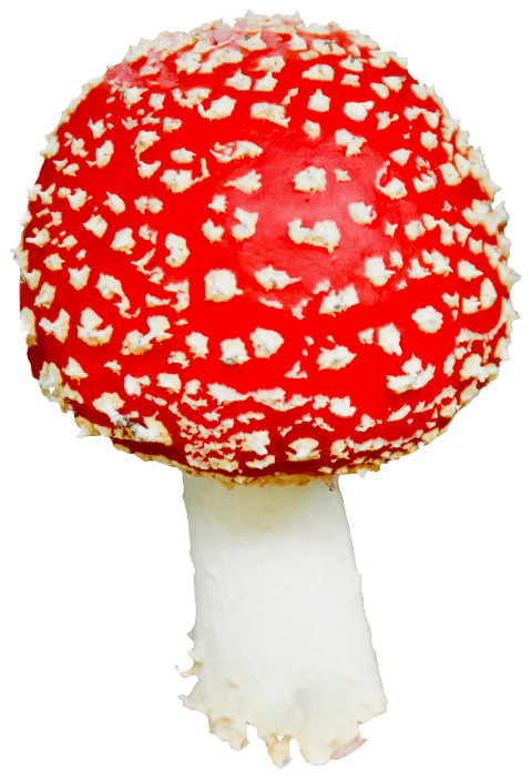 mushrooms clipart poisonous mushroom