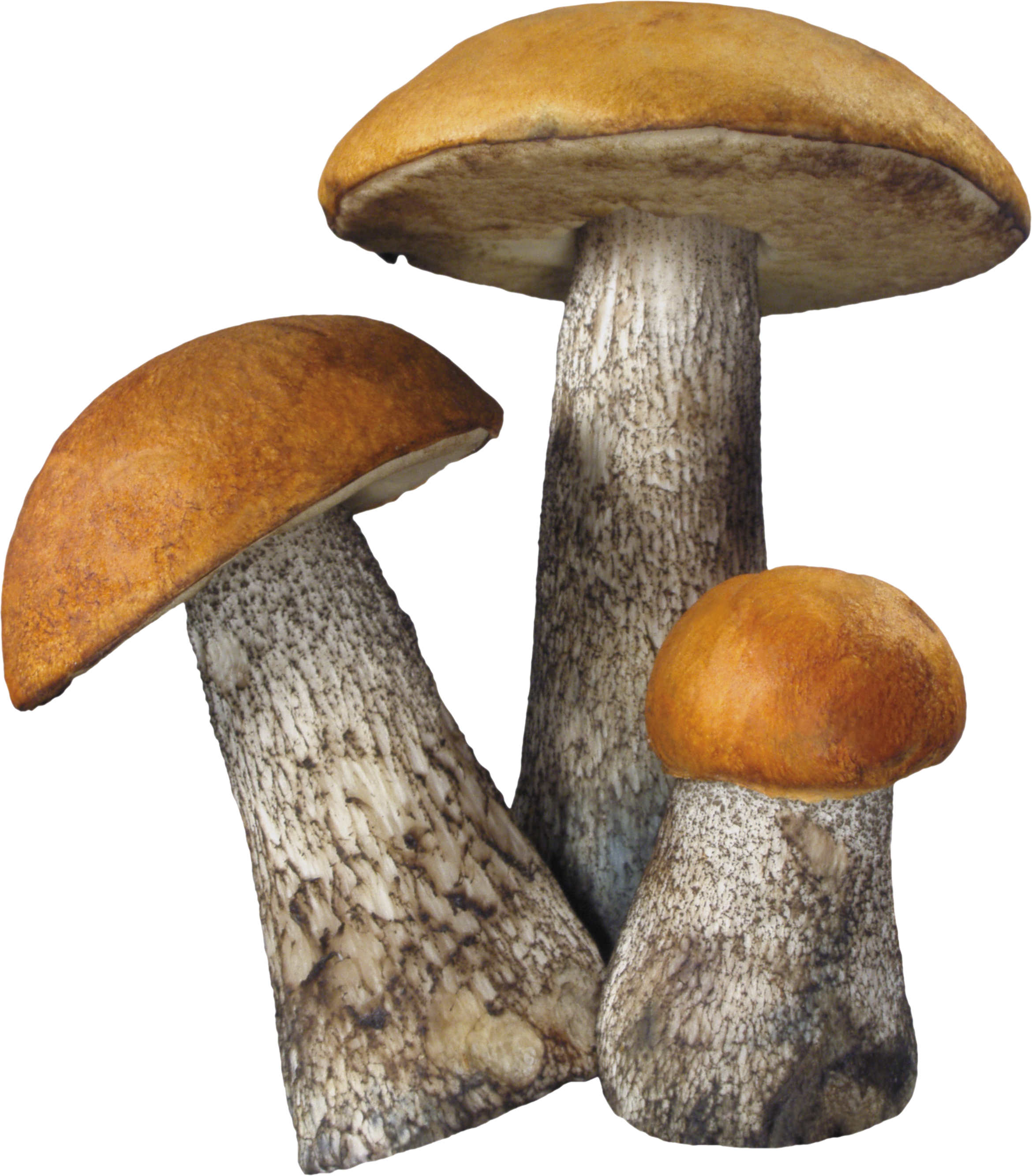 mushrooms clipart poisonous mushroom