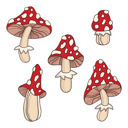 Mushrooms clipart poisonous mushroom. Cartoon of the are