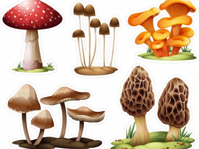 mushrooms clipart realistic