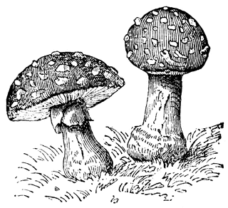 mushrooms clipart realistic